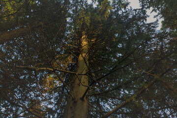 Fototapeta premium An old pine forest in the mountains.
