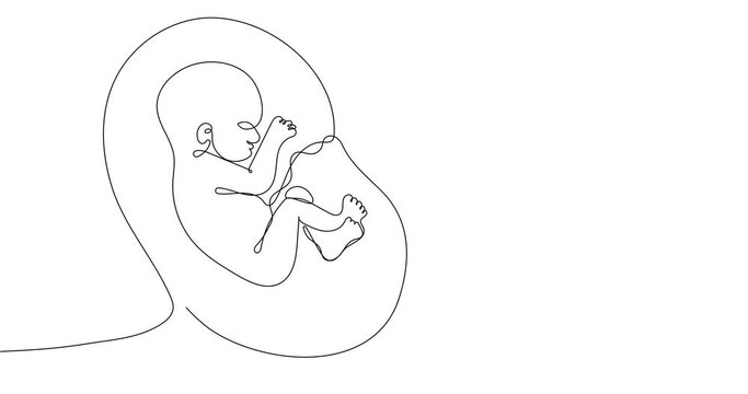 Animated continuous line drawing of baby in womb. Suitable for a prenatal or reproductive clinic, pregnancy brochure, surrogacy agency. 