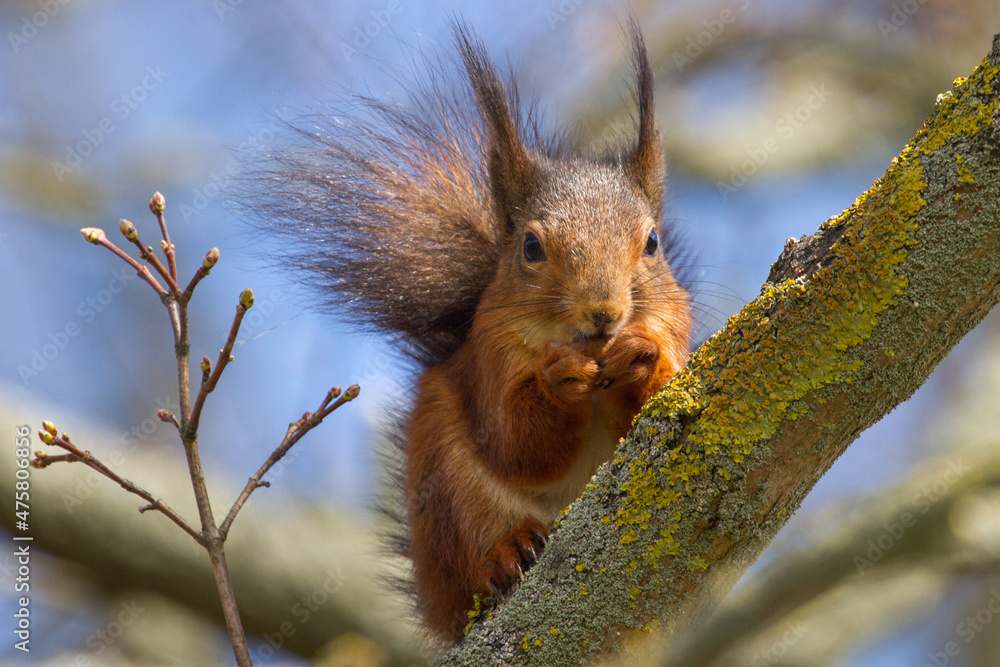 Canvas Prints Selective focus shot of a squirrel standing on the tree branch