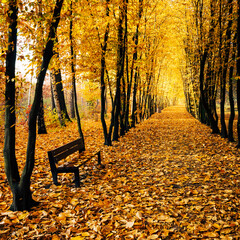Poland autumn. Public park during autumn season.