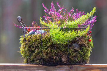 Focus shot of a wire basket planted with various autumn plants © Margit Kluthke1/Wirestock