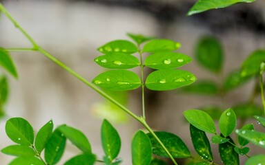water drops on green leaf