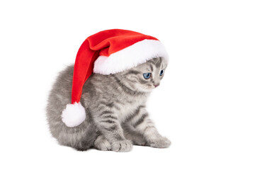 little gray kitten in red hat isolated