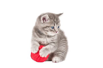 gray kitten with red ball of thread isolated