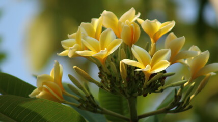 Frangipani flower fleuressence in the garden