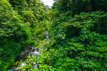 Fototapeta na wymiar Trail in Cloudforest in Costa Rica. Tropical Rainforest.