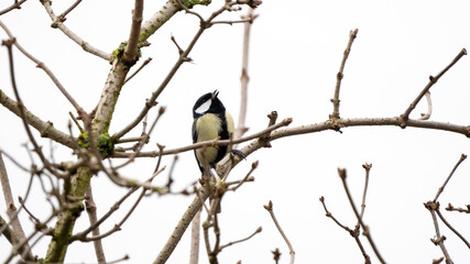 bird on a branch in winter time (black tit bird) 