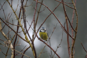 Blue tit on a branch in winter time looking for food
