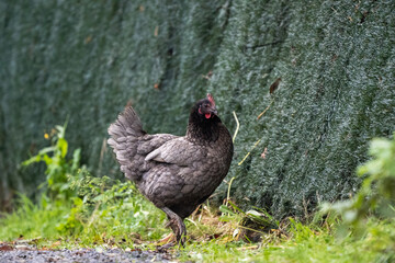 Grey black free range chicken hen walking on grass at the farm on a sunny day with a green background for space or text	
