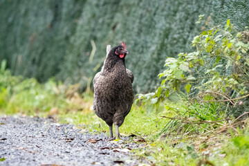 Grey black free range chicken hen walking on grass at the farm on a sunny day with a green background for space or text	
