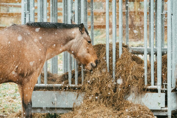 Horse on a farm eating fourrage / grass in winter to keep his stomach full at a metal hay bale feeder (feeding station)