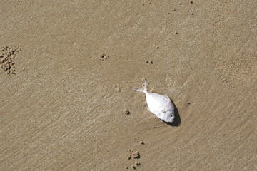 dead fish on the beach