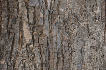 bark of a tree texture