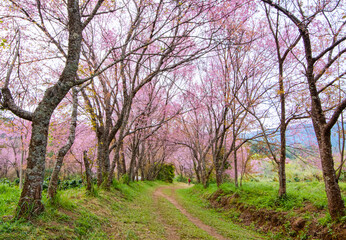 Chiang Mai in winter (Wild Himalayan Cherry) 