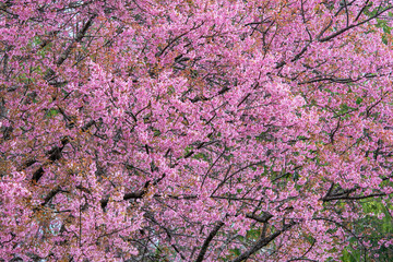 Chiang Mai in winter (Wild Himalayan Cherry) 