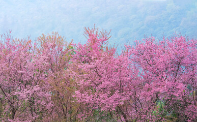 Chiang Mai in winter (Wild Himalayan Cherry) 