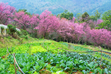 Chiang Mai in winter (Wild Himalayan Cherry) 