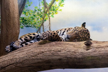 schlafender Leopard im Baum