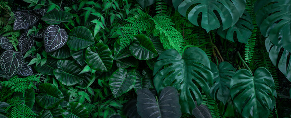 Creative nature green background, tropical leaf or floral jungle pattern concept.