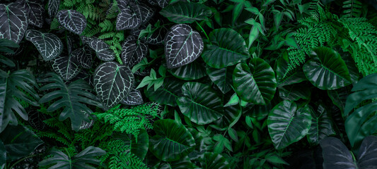 Naklejka na ściany i meble Creative nature green background, tropical leaf or floral jungle pattern concept.