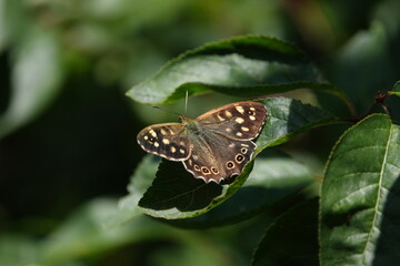 butterfly on leaf