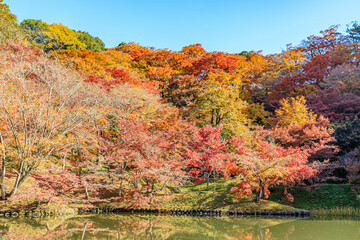 秋の用作公園　大分県豊後大野市　
Autumn Yujaku Park.  Ooita-ken Bungoono city