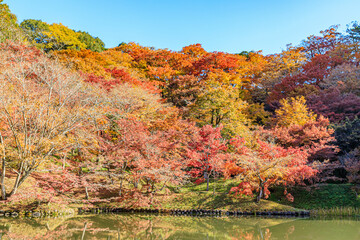 Fototapeta premium 秋の用作公園 大分県豊後大野市 Autumn Yujaku Park. Ooita-ken Bungoono city