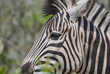 Fototapeta na wymiar Plains Zebra standing in thick bush