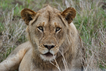 Fototapeta na wymiar Young male African Lion lying in the high grass of the Savanna