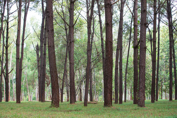 trees in the forest