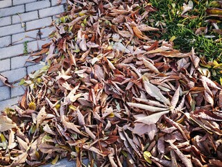 falling leaves on the ground during autumn