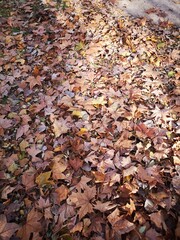 autumn leaves on the ground in the park