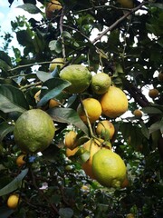 Lemmon tree full of organic lemmons during winter season