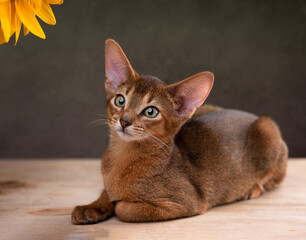 Fototapeta na wymiar Abyssinian Kitten Portrait