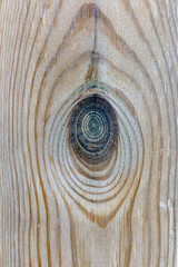 burl and white wood texture