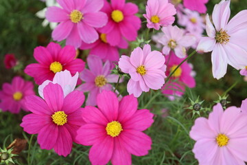 Fototapeta na wymiar pink cosmos flowers