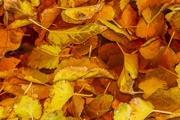 Autumn yellow leaves in the water