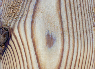 Macro view of white wood texture