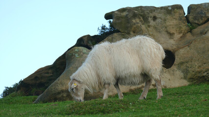Fototapeta premium Sheep grazing on a mountaintop