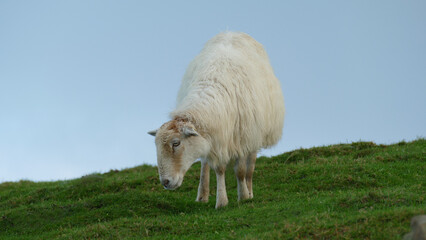 Fototapeta premium Sheep grazing on a mountaintop