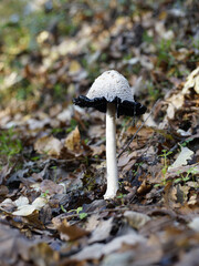 Shaggy Ink Cap (Coprinus Comatus) fungus among the dry autumn leaves in the forest © Snowy Ns/Wirestock