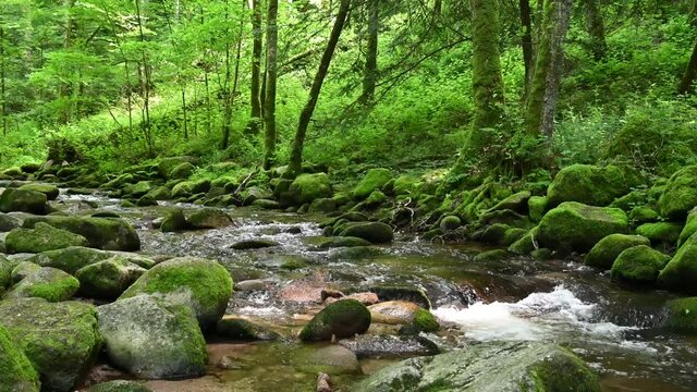 An idyllic stream flows through a beautiful forest in Germany.