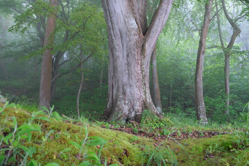 trees in the forest © Daniel
