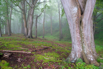 trees in the forest © Daniel