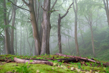 fog in the woods © Daniel
