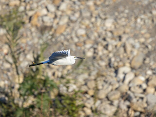 Garzetta in volo