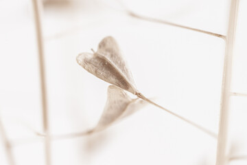 Triangle shape dry little beige light brown romantic flowers macro