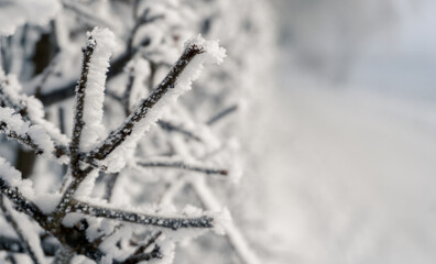 Frozen Winter