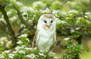 Barn Owl, Scientific name: Tyto alba.  Close up of a barn owl in Summer, perched in white  Hawthorn...