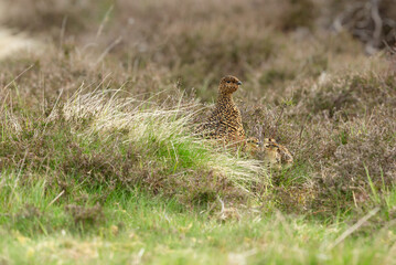 Naklejka na ściany i meble Red Grouse hen with her chicks nesting in managed grousemoor habitat of heather and grasses. Scientific name: Lagopus Lagopus. Swaledale, North Yorkshire. UK. Space for copy.